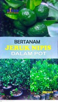 Bertanam Jeruk Nipis : Dalam Pot
